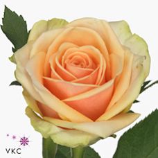 Rosa alchemy