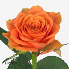 Rosa arancio