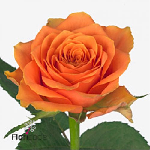 Rosa arancio
