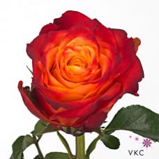 Rosa atomic