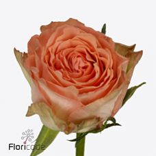 Rosa barbarella