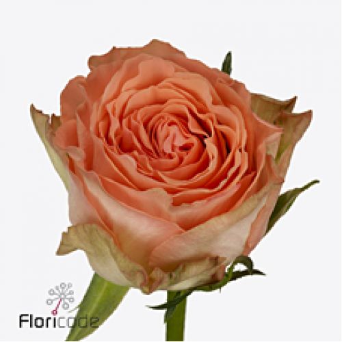 Rosa barbarella