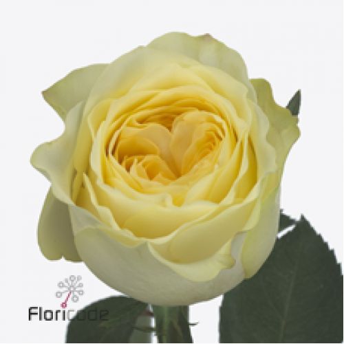 Rosa buttercup