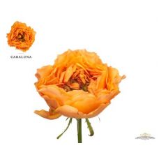 Rosa caraluna