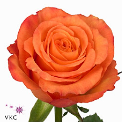Rosa confidential