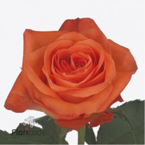 Rosa copacabana