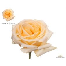 Rosa creme de la creme
