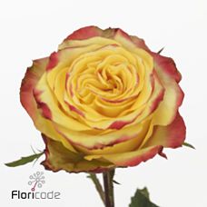 Rosa crimson sky