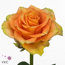 Rosa cuba libre