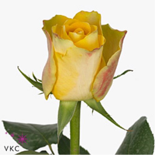 Rosa downtown