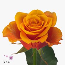 Rosa espana