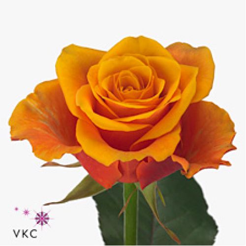 Rosa espana