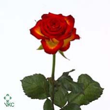Rosa high society