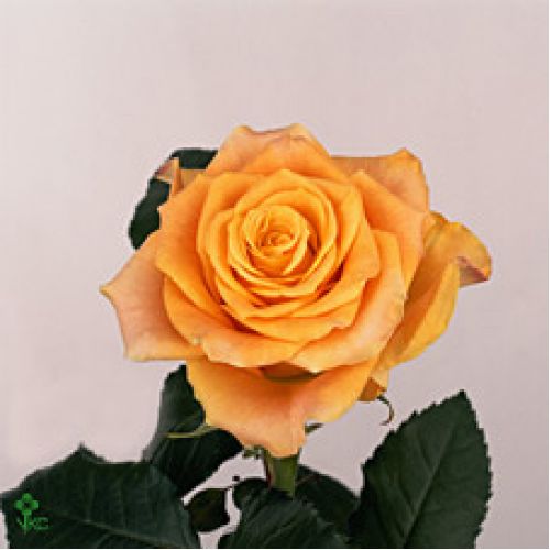 Rosa marie-claire