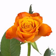 Rosa mariyo