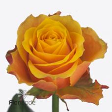 Rosa midnight sun