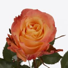 Rosa mona lisa