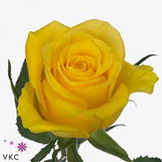 Rosa moonwalk