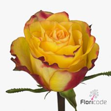 Rosa newsflash