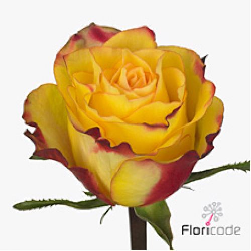 Rosa newsflash