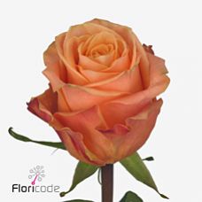 Rosa olympus