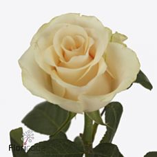Rosa peach tacazzi