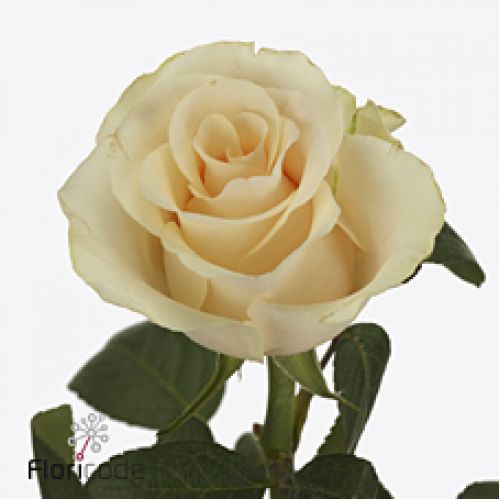 Rosa peach tacazzi