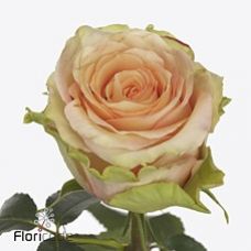 Rosa rainbow peach