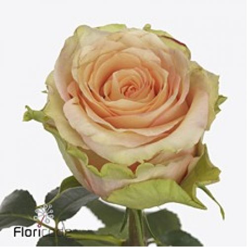 Rosa rainbow peach