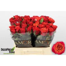 Rosa roxy