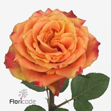 Rosa silantoi