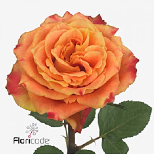 Rosa silantoi