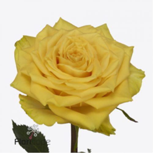 Rosa sunchaser