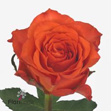 Rosa tabasco