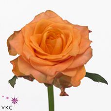 Rosa twilight