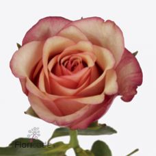Rosa vintage