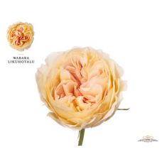 Rosa garden wabara likuhotalu