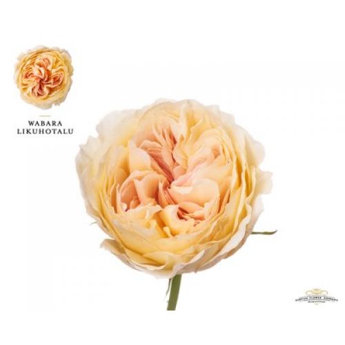 Rosa garden wabara likuhotalu