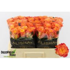 Rosa new horizon