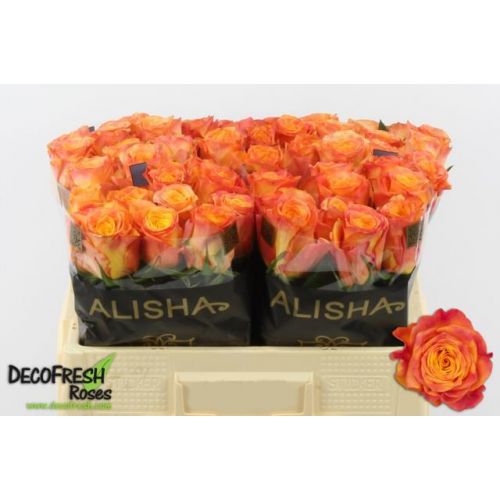 Rosa new horizon