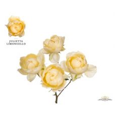 Rosa garden julietta limoncelo
