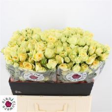 Rosa bandolero