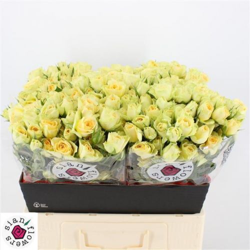 Rosa bandolero