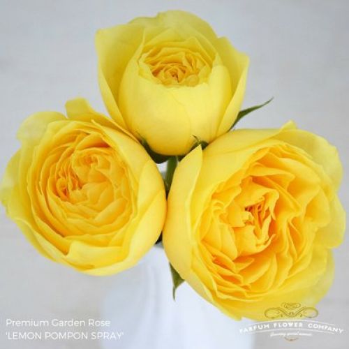 Rosa catalina