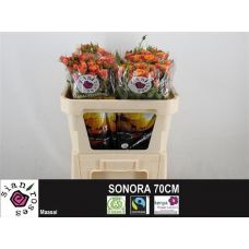 Rosa sonora