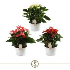 Антуриум Наполи микс в плошке -  Anthurium Andr. mixed  Napoli Bowl 