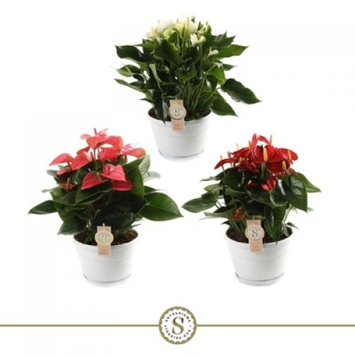 Антуриум Наполи микс в плошке -  Anthurium Andr. mixed  Napoli Bowl 