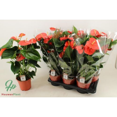 Антуриум Делиция -  Anthurium Andreanum Delicia