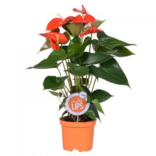 Антуриум Атлас -  Anthurium Andreanum Atlas