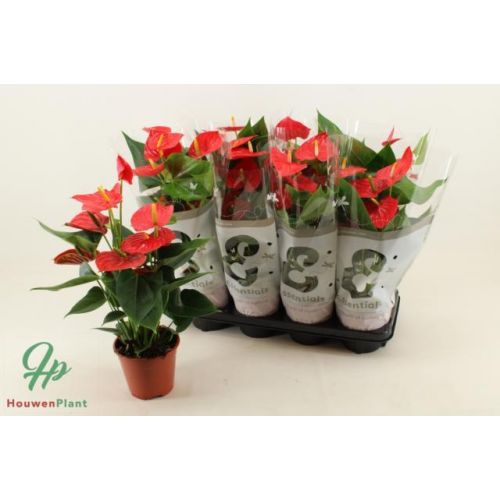 Антуриум Эсудо -  Anthurium Andreanum Esudo